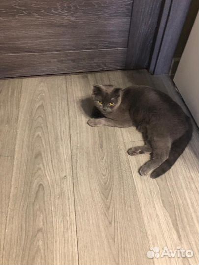 Кошечка в добрые руки