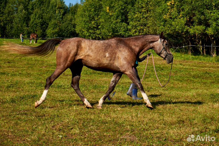Продам лошадь
