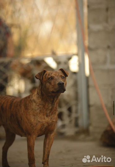 Ласковая тигрица для семьи