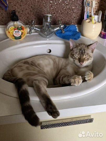 Передержка животных