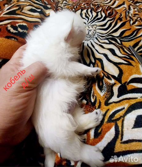 Чихуахуа Белоснежные