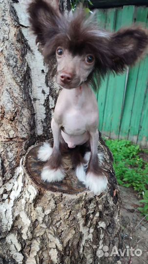 Китайская хохлатая