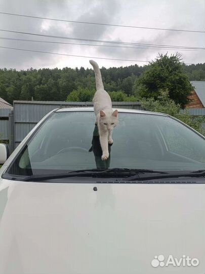 Кот ждет хозяина