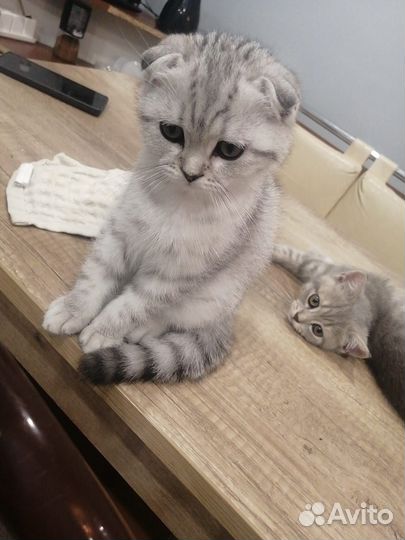 Шотландская