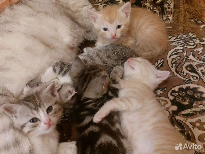 Британские котята вислоухие ипрамоухие