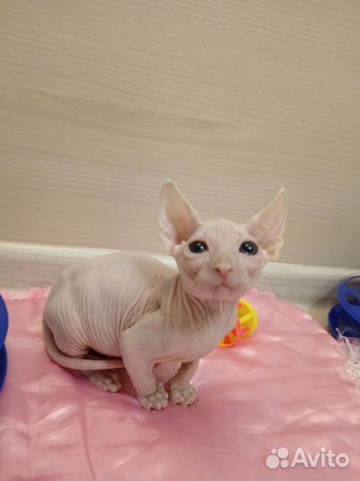 Канадский сфинкс. Котята