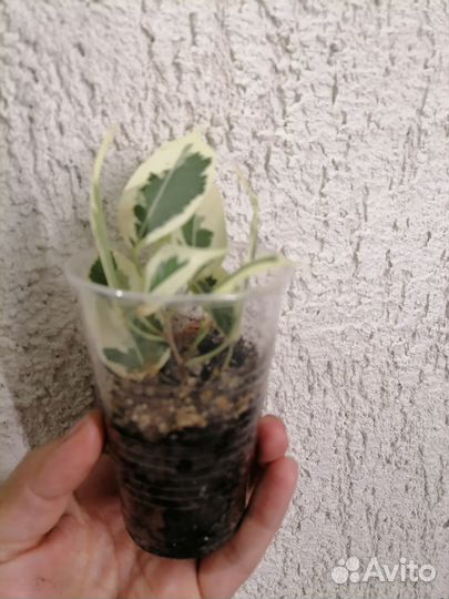 Фикусы разные