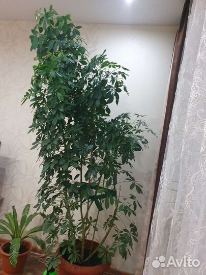 Комнатные цветы шефлера