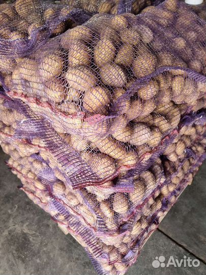 Картофель новый урожай 2023 брянск