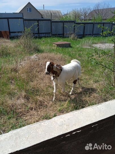 Козёл Камори