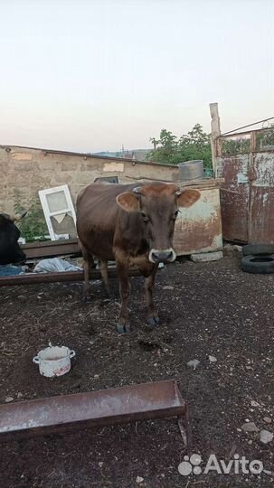 Корова дойная