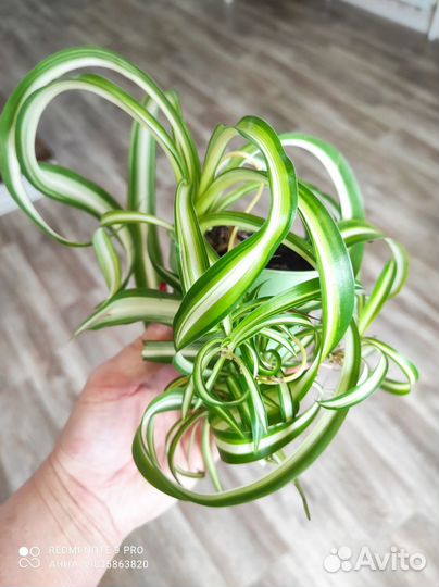 Хлорофитум Бони кудрявый комнатные цветы