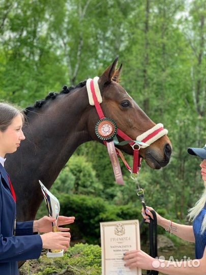 Аренда лошади