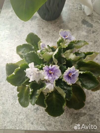 Фиалки цветущие в горшке