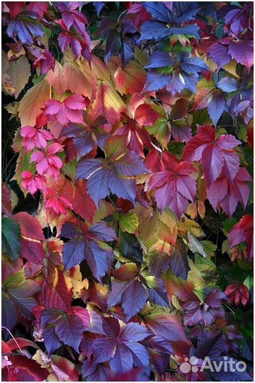 Девичий виноград