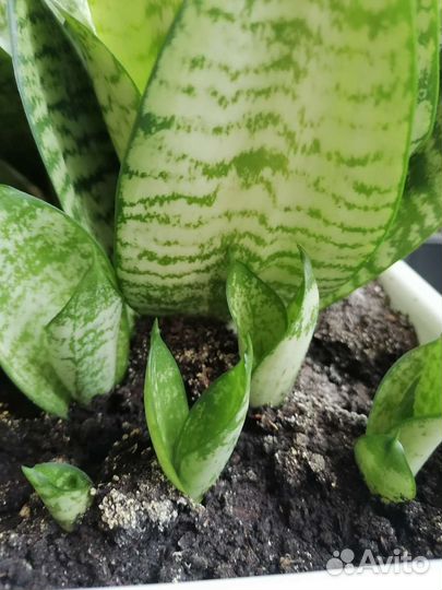 Комнатные растения Сансевьера