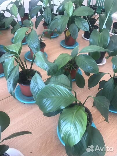 Комнатные растения