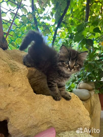 Котятки-ребятки