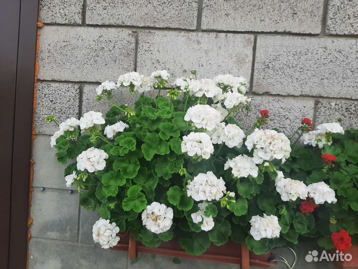 Пеларгония герань