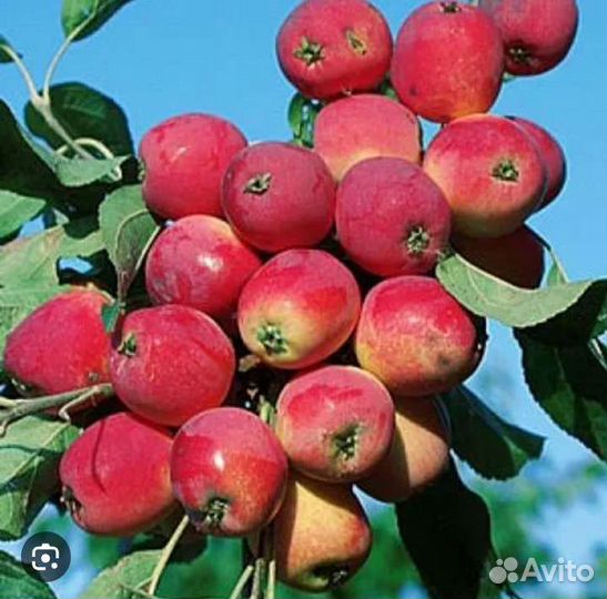 Саженцы яблонь