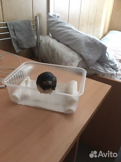 Птенец ласточки
