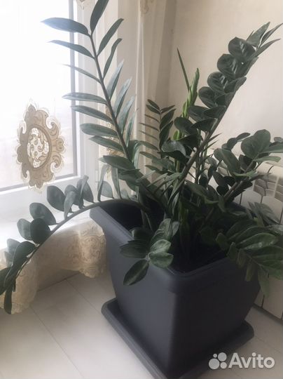 Замиокулькас