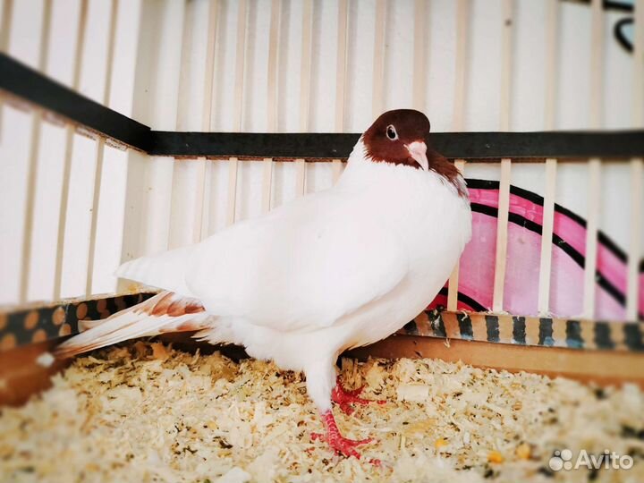 Голубь бойный головастик