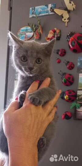 Котенок(девочка)