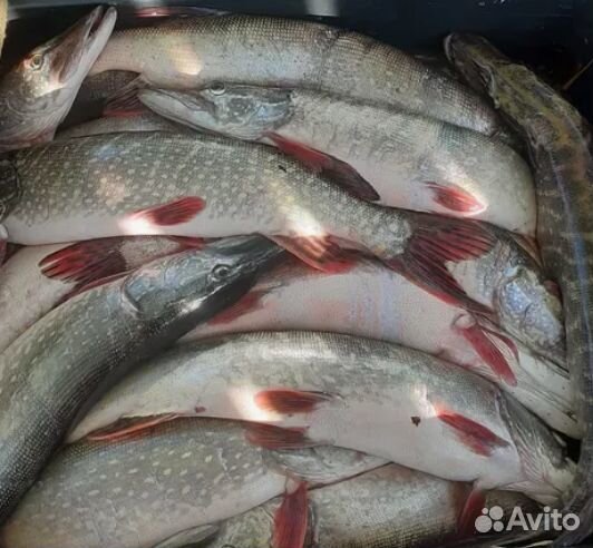 Рыба Щука Окунь Язь