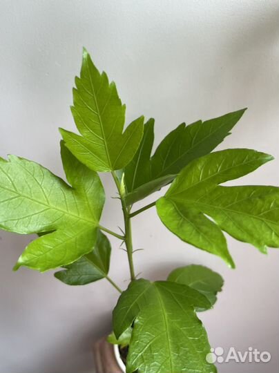 Гибискус Sunchine Orange