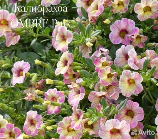 Калибрахоа много сортов