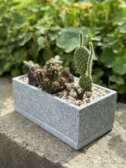 Растения, кактусы, суккуленты, композиции