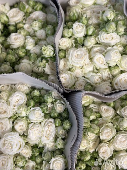 Растения, роза, 51 роза, 101 роза, букет роз