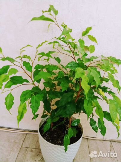 Фикус бенджамина Голден Моник