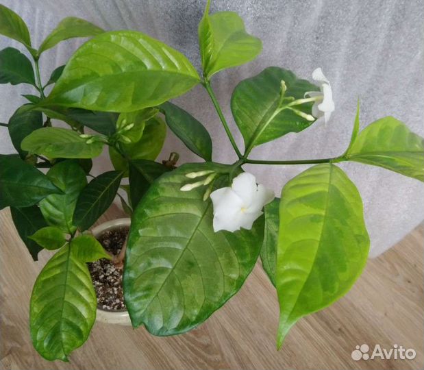 Табернемонтана вариегатная, лимон сангвинеум