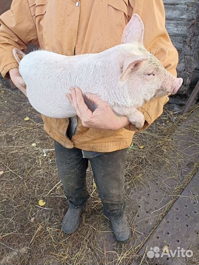 Поросята ландрас белая русская