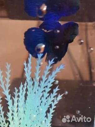 Рыбки Петушок, самки