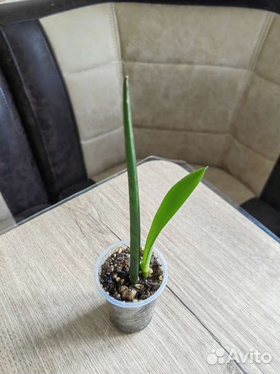 Сансевиерии Разные