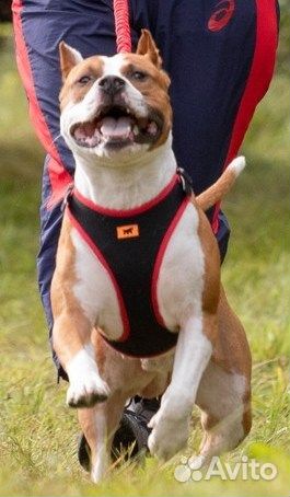 Амстафф вязка