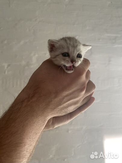 Шотландская котята