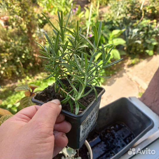 Розмарин в горшке, бронь