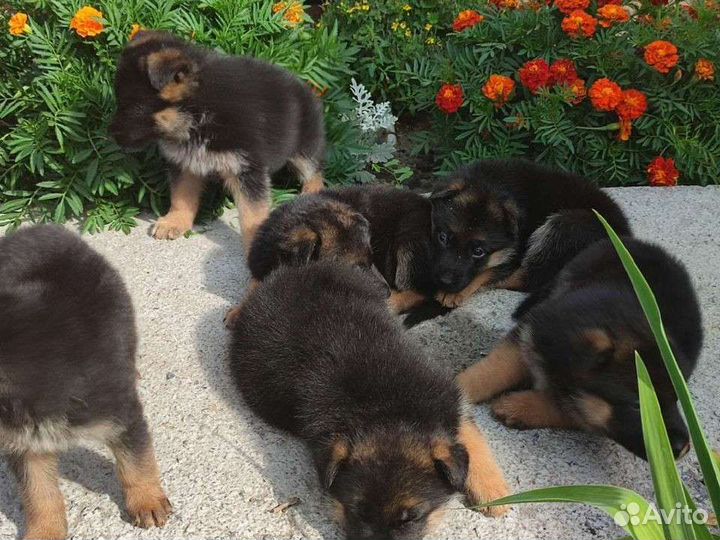 Щенки немецкой овчарки
