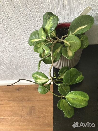 Хойя обовата вариегата сплеш