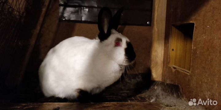 Калифорнийские кролики