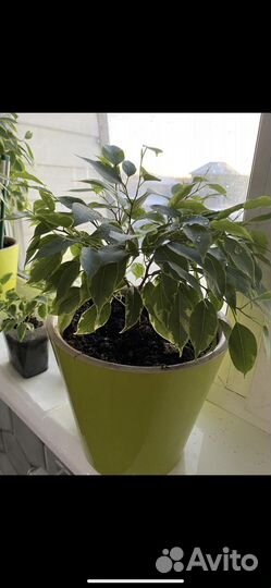 Фикус бенджамина пестролистный