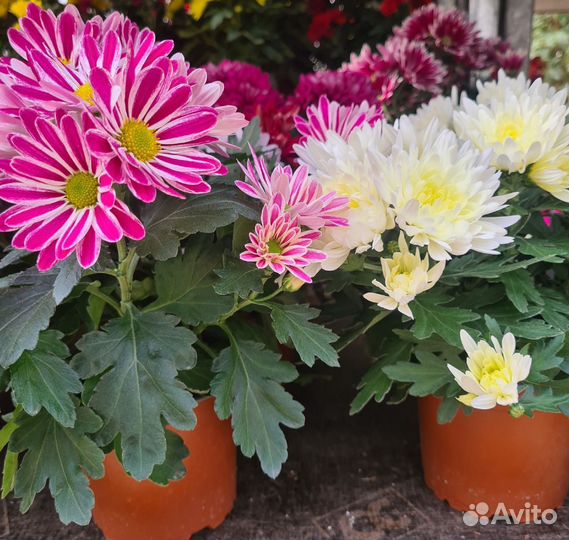 Саженцы, цветы комнатные, садовые