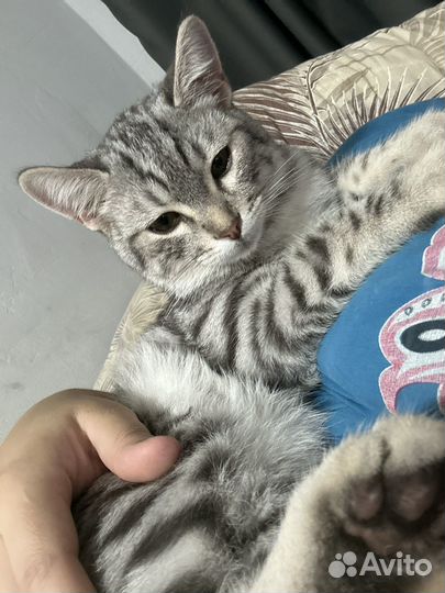 Кот в добрые руки