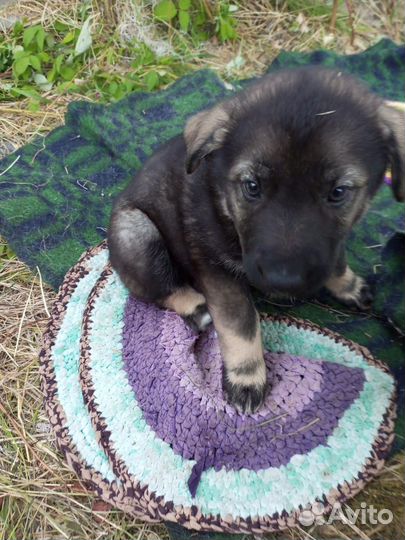 Щенки ищут дом