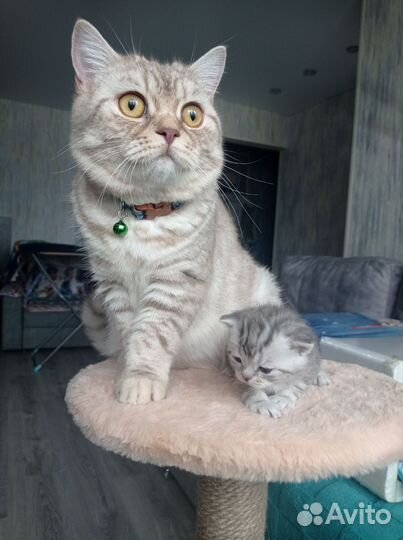 Шотландские котята