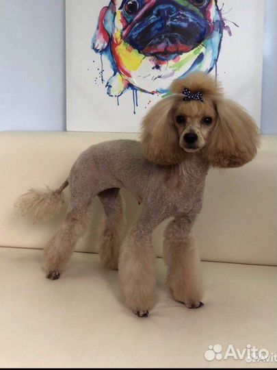 Услуги грумера